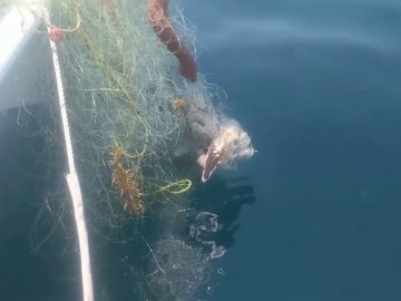 VÍDEO: Un hombre se sumerge en el agua para liberar a una ballena enredada