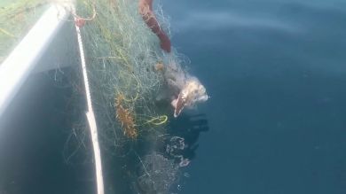 VÍDEO: Un hombre se sumerge en el agua para liberar a una ballena enredada