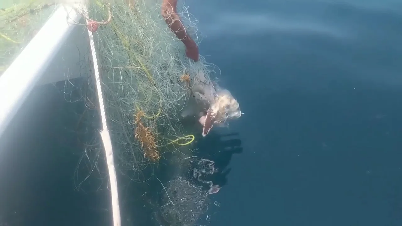 VÍDEO: Un hombre se sumerge en el agua para liberar a una ballena enredada