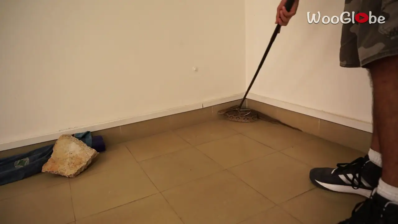 VÍDEO: Así se captura una serpiente venenosa sin usar las manos