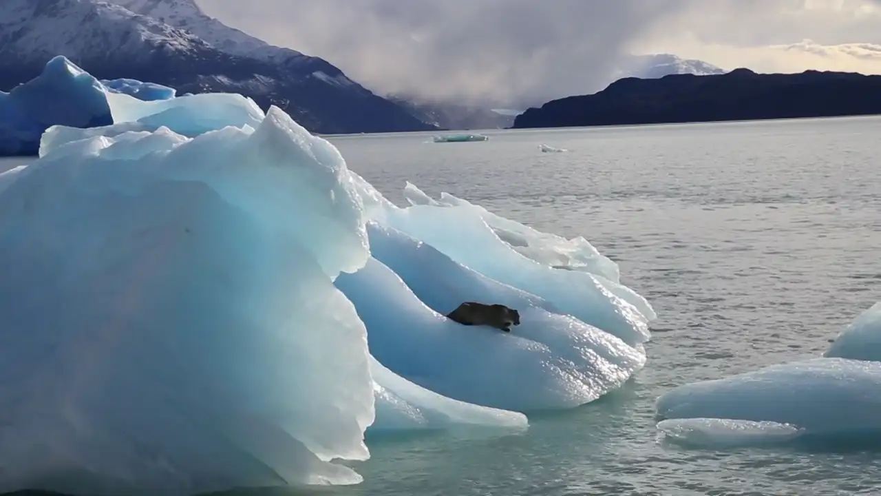 ¿Qué hace un puma en un iceberg?