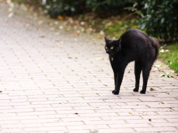 Toca madera si ves un gato negro