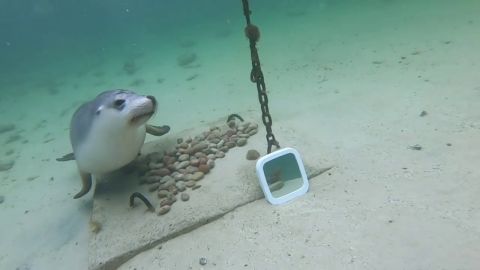 Ponen un espejo en el oceáno y esto es lo que pasa cuándo leones marinos se ven reflejados