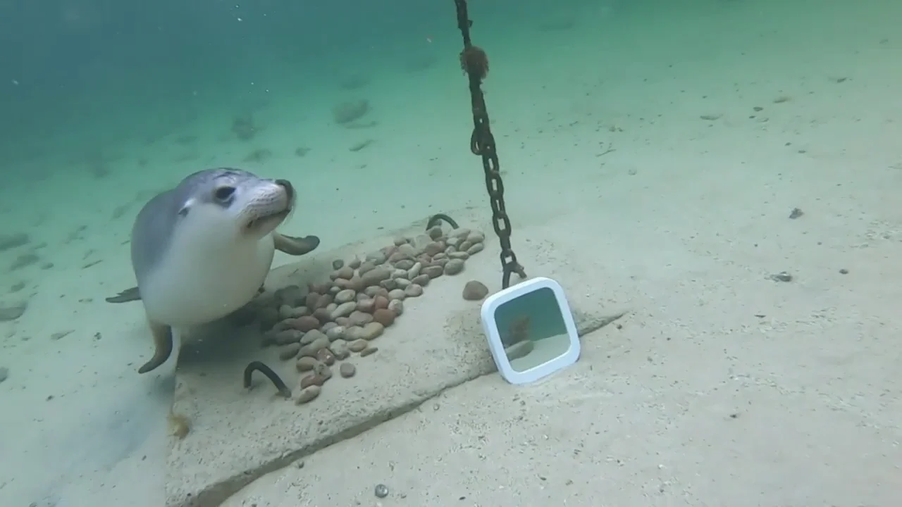 Ponen un espejo en el oce&aacute;no y esto es lo que pasa cu&aacute;ndo leones marinos se ven reflejados