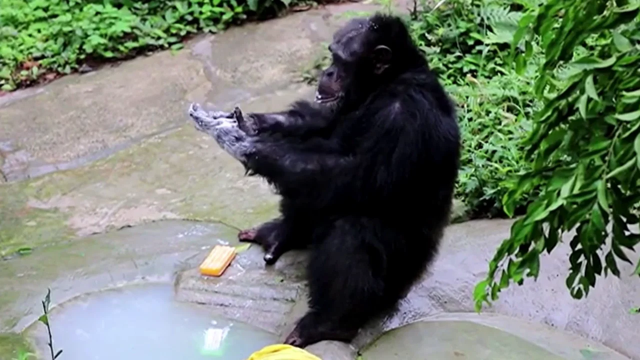 Un chimpancé imita a su cuidador lavándose las manos y poniéndose mascarilla Un chimpancé imita a su cuidador lavándose las manos y poniéndose mascarilla