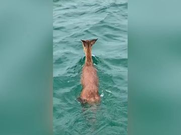 Encuentran a un ciervo perdido en mitad del océano a un kilómetro de la costa