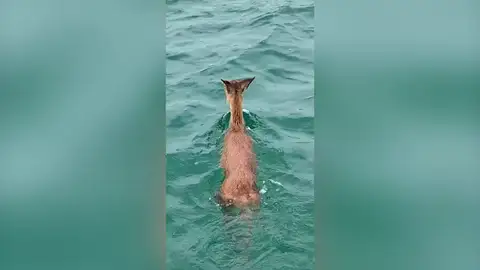 Encuentran a un ciervo perdido en mitad del océano a un kilómetro de la costa Encuentran a un ciervo perdido en mitad del océano a un kilómetro de la costa