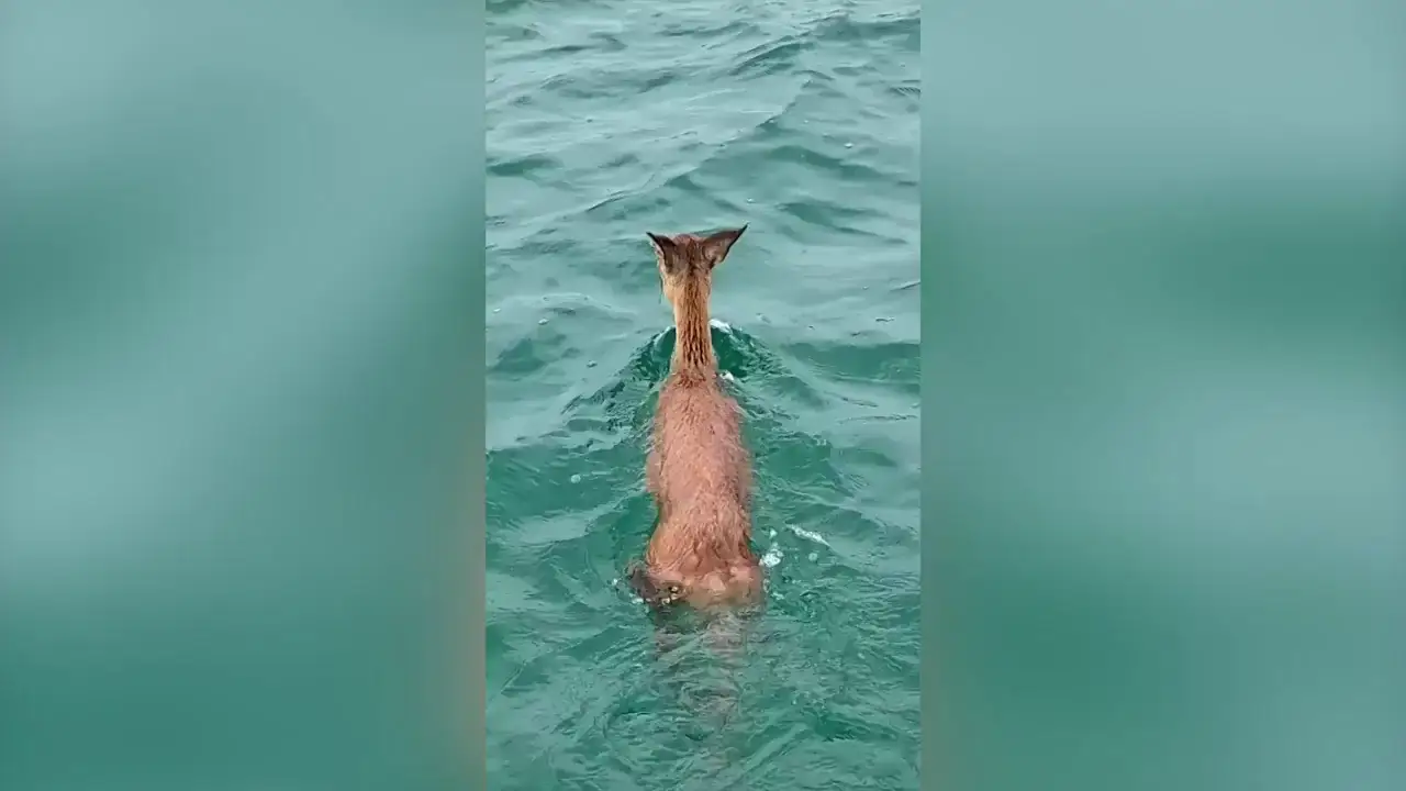 Encuentran a un ciervo perdido en mitad del océano a un kilómetro de la costa
