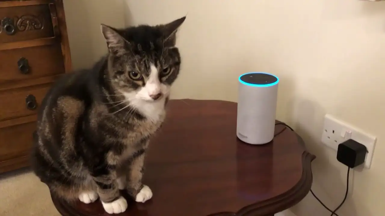 La curiosa reacción de un gato cuando Alexa emite maullidos