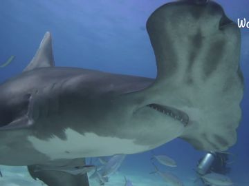 Un buceador captura imágenes increíblemente cercanas de tiburones martillo en las Bahamas