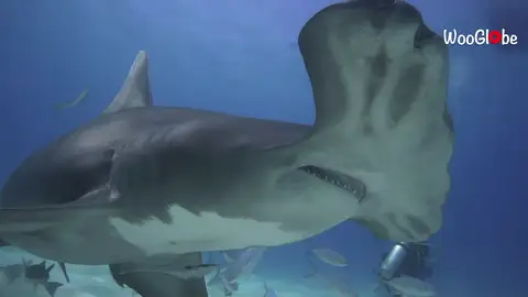 Un buceador captura imágenes increíblemente cercanas de tiburones martillo en las Bahamas Un buceador captura imágenes increíblemente cercanas de tiburones martillo en las Bahamas