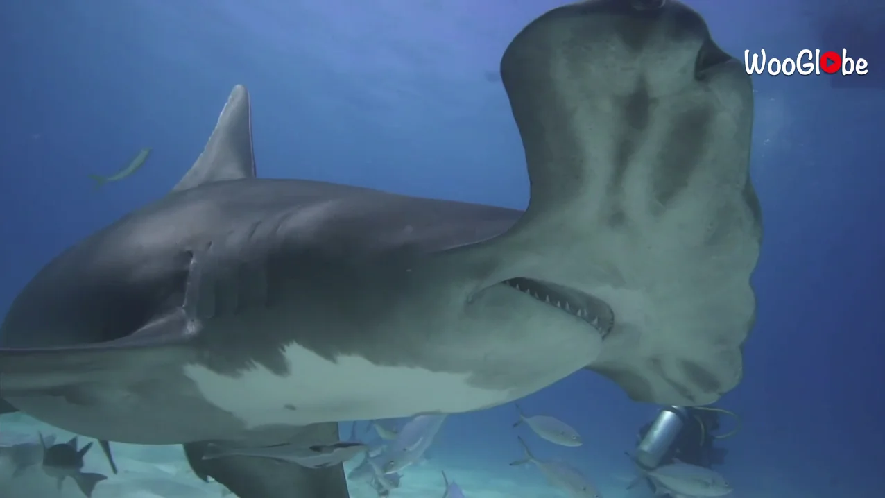 Un buceador captura im&aacute;genes incre&iacute;blemente cercanas de tiburones martillo en las Bahamas