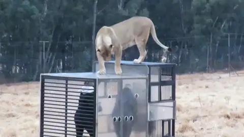 ¿Visitarías un zoo a la inversa en el que tú eres el que está dentro de una jaula? ¿Visitarías un zoo a la inversa en el que tú eres el que está dentro de una jaula?