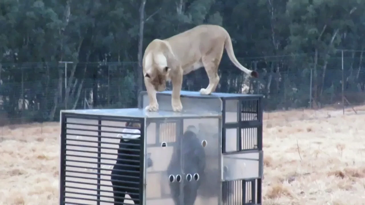 ¿Visitarías un zoo a la inversa en el que tú eres el que está dentro de una jaula? ¿Visitarías un zoo a la inversa en el que tú eres el que está dentro de una jaula?