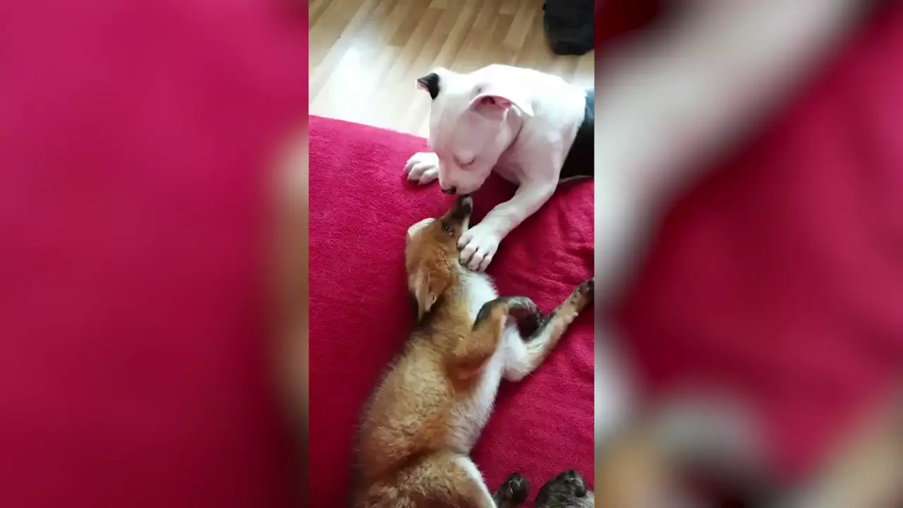 El adorable vídeo de un cachorro y un zorro abrazándose y jugando juntos