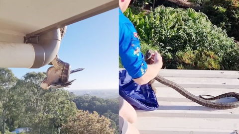 Una serpiente devorando un pájaro