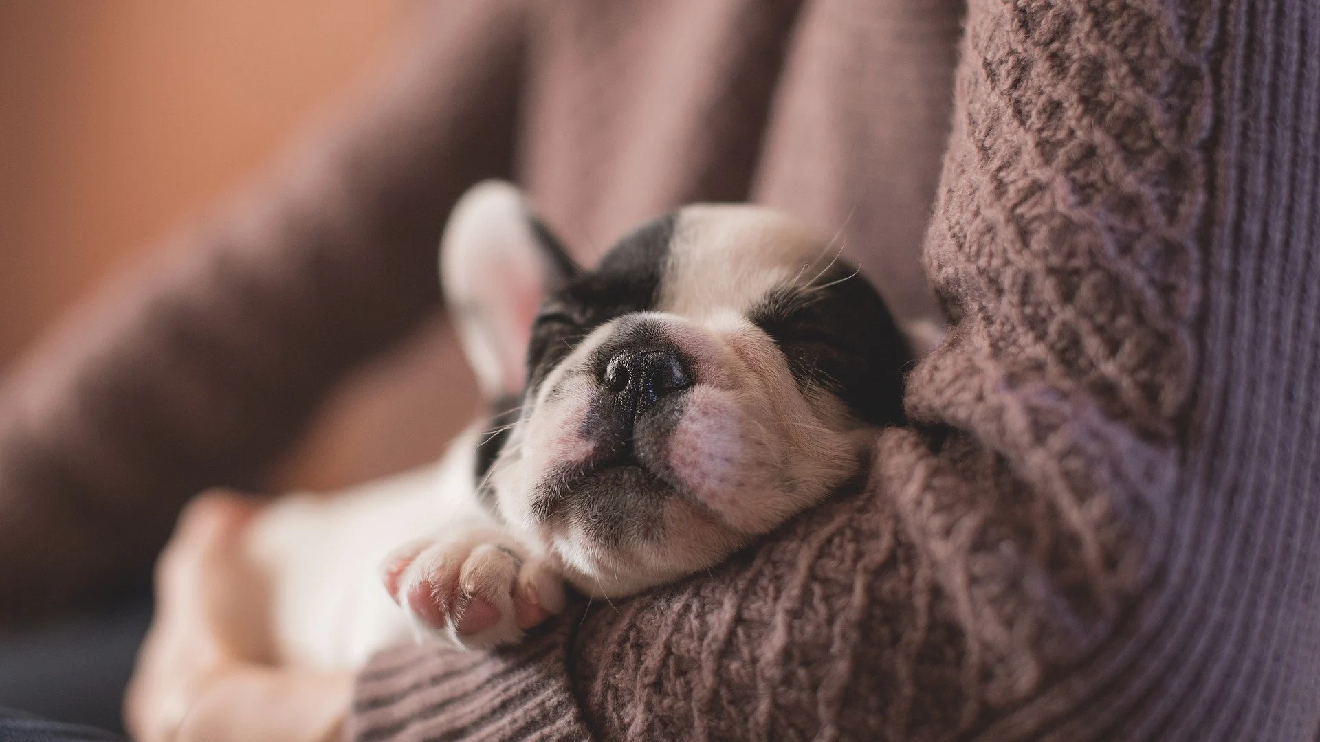 Perro [archivo]