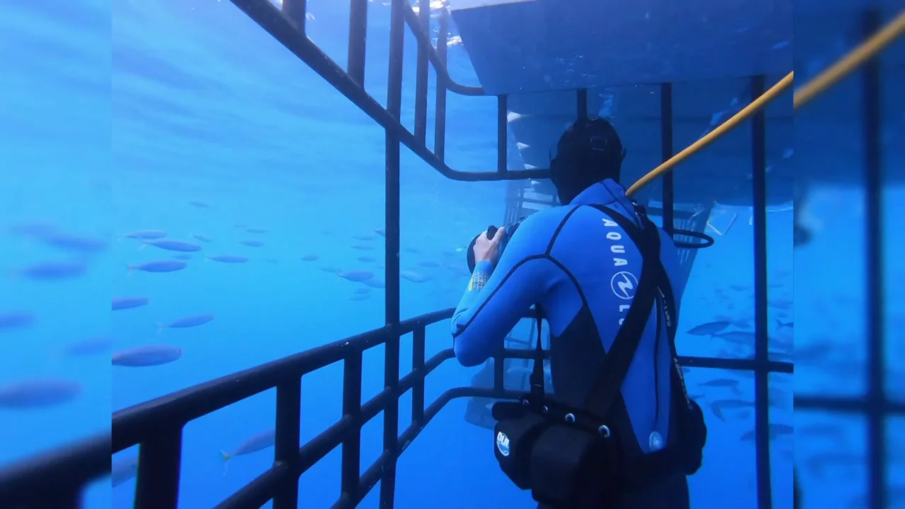 ¿Te meterías en una caja rodeado de los tiburones más mortales del mundo? ¿Te meterías en una caja rodeado de los tiburones más mortales del mundo?