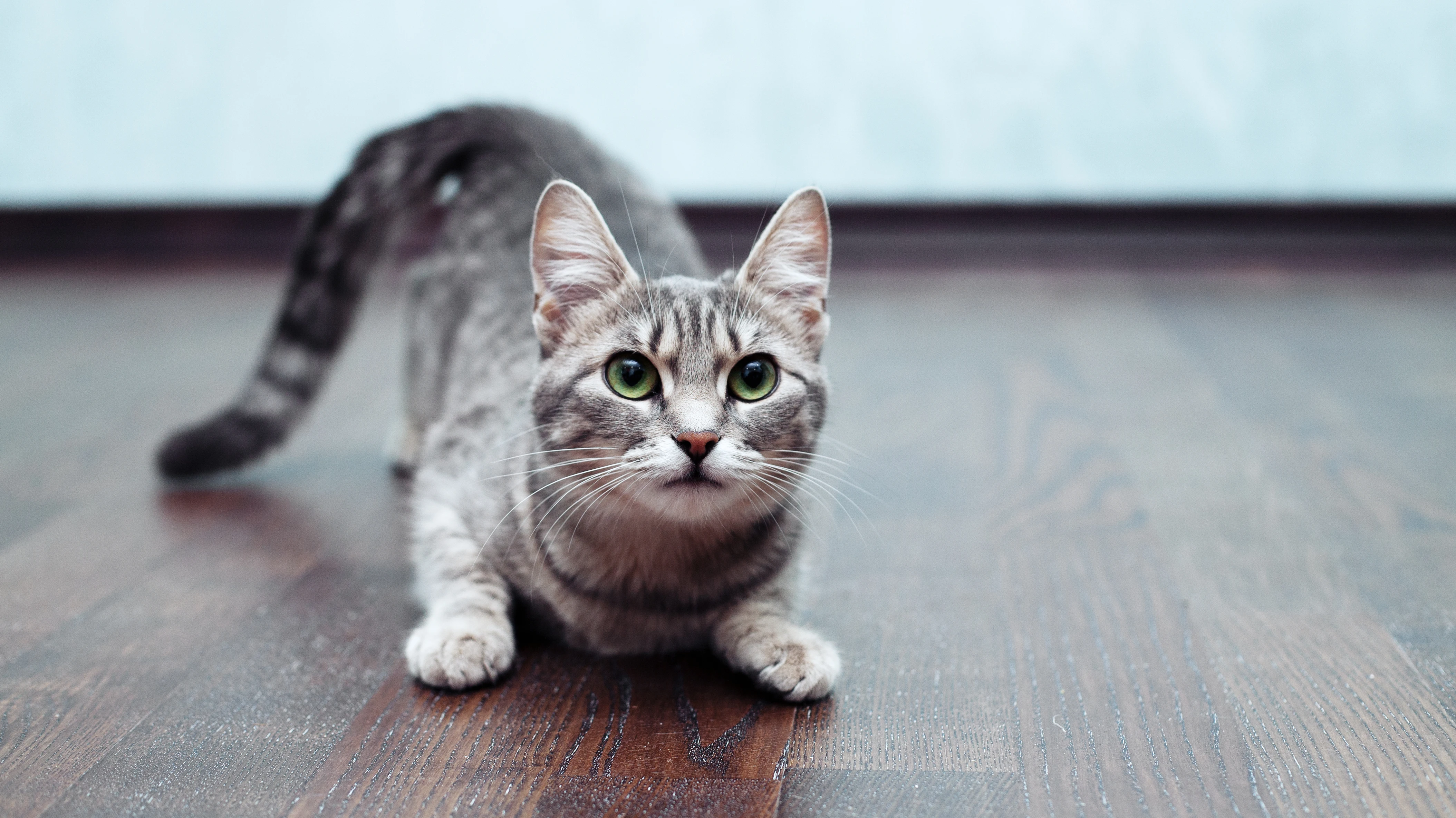 Gato en casa