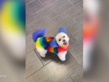 Una peluquera canina da un nuevo look a su perro tiñéndole el pelo de colores