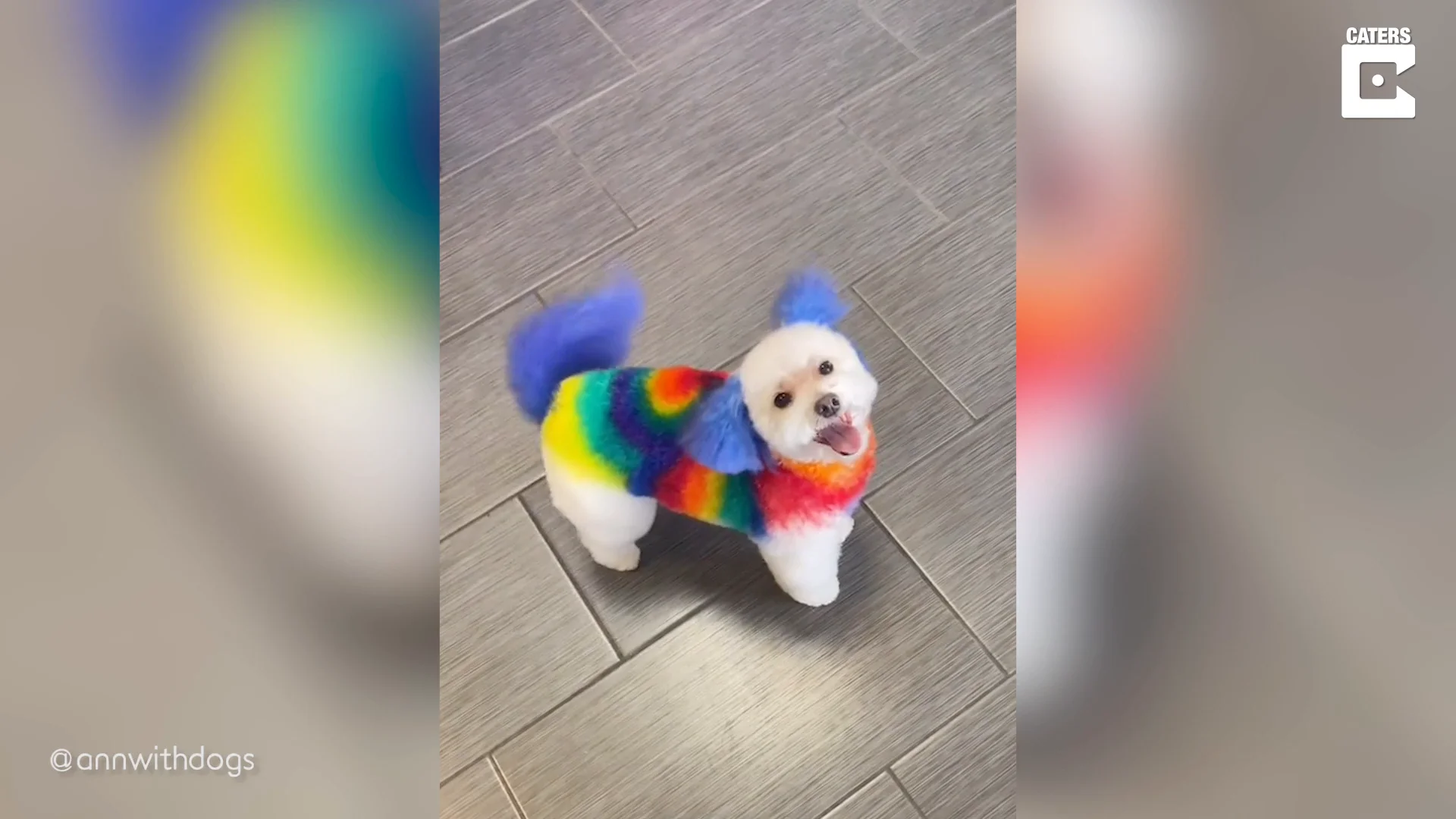Una peluquera canina da un nuevo look a su perro tiñéndole el pelo de colores