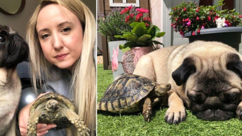 Un perro y una tortuga son mejores amigos