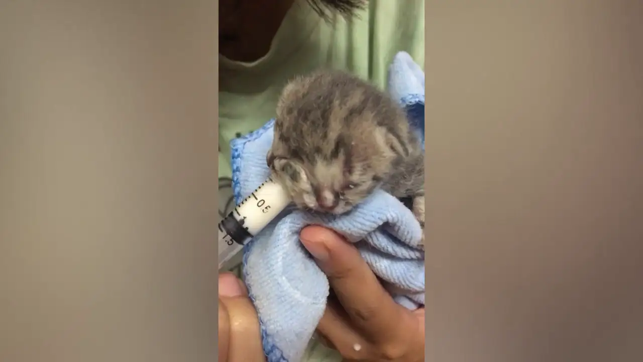 Nace un adorable gatito con dos caras en Tailandia