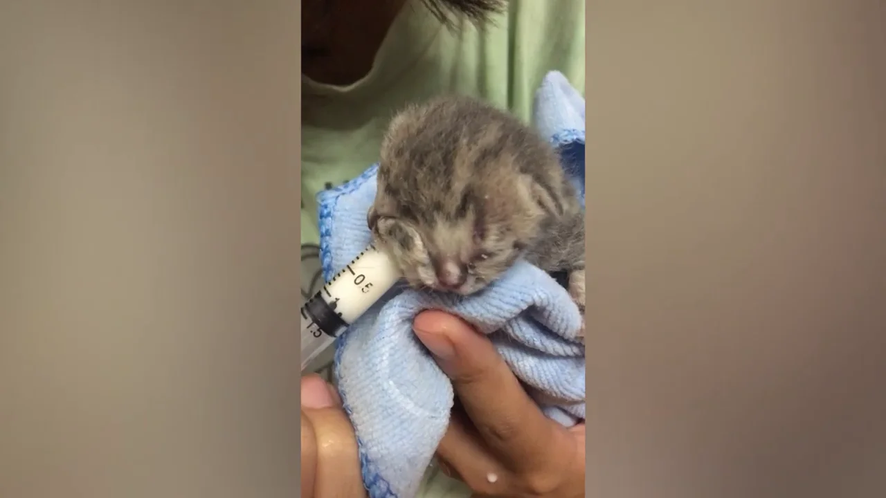 Nace un adorable gatito con dos caras en Tailandia Nace un adorable gatito con dos caras en Tailandia
