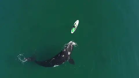 Un dron graba a una ballena empujando un kayak con la aleta Un dron graba a una ballena empujando un kayak con la aleta