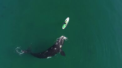 Un dron graba a una ballena empujando un kayak con la aleta