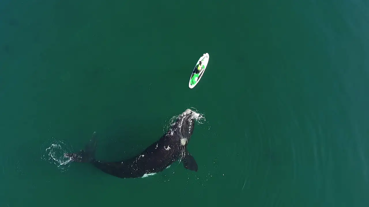 Un dron graba a una ballena empujando un kayak con la aleta