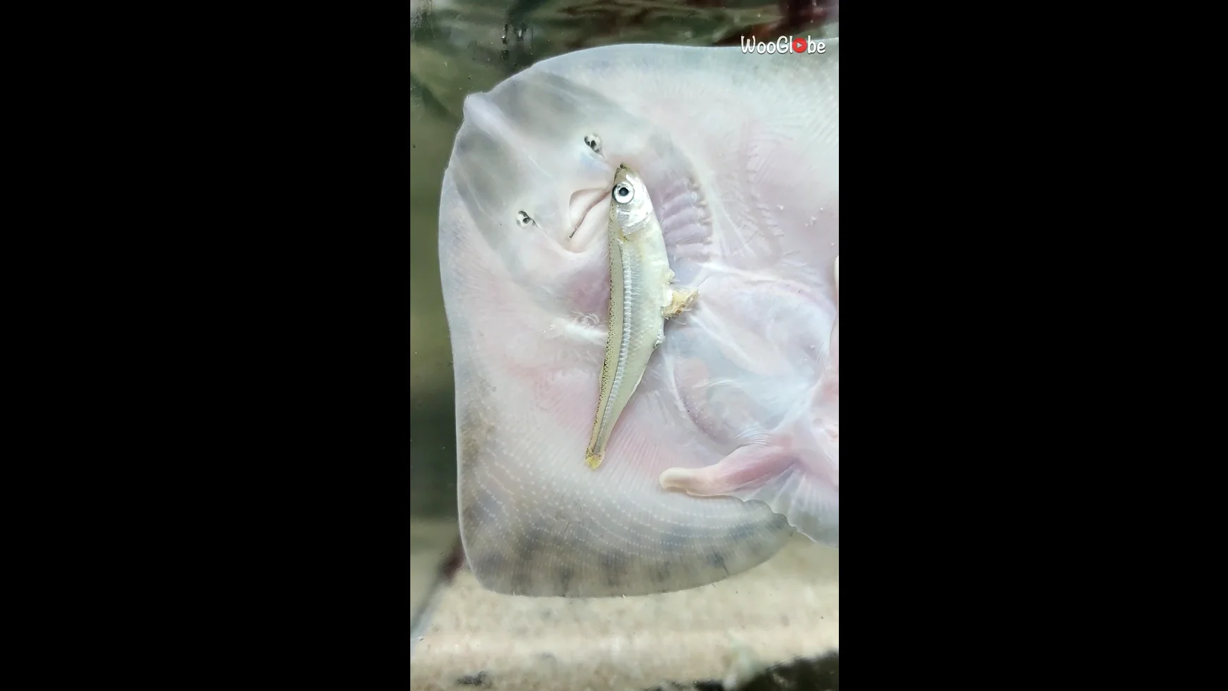 Mantarraya beb&eacute;