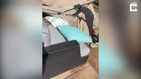 Un chico se encuentra varias serpientes en el sofá de un amigo Un chico se encuentra varias serpientes en el sofá de un amigo