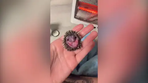 Enternecedor vídeo de una joven rusa alimentando a dos diminutos bebés erizo Enternecedor vídeo de una joven rusa alimentando a dos diminutos bebés erizo