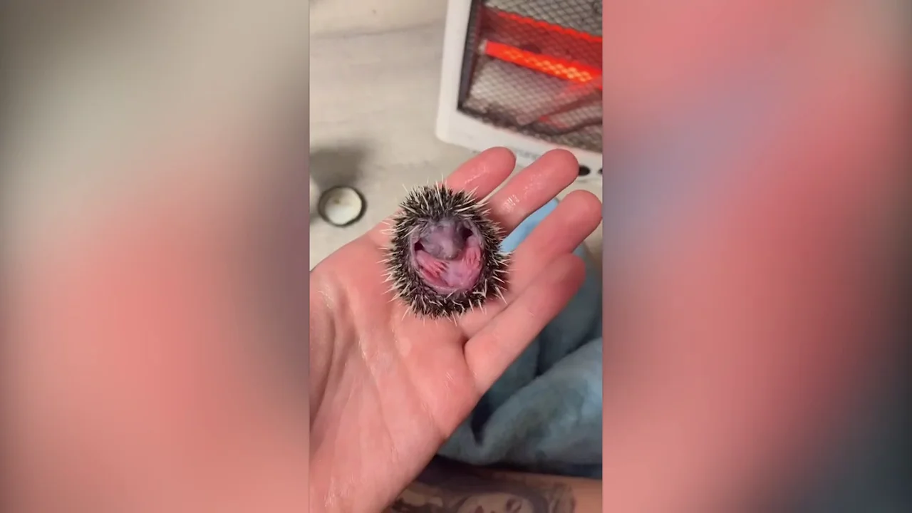 Enternecedor vídeo de una joven rusa alimentando a dos diminutos bebés erizo