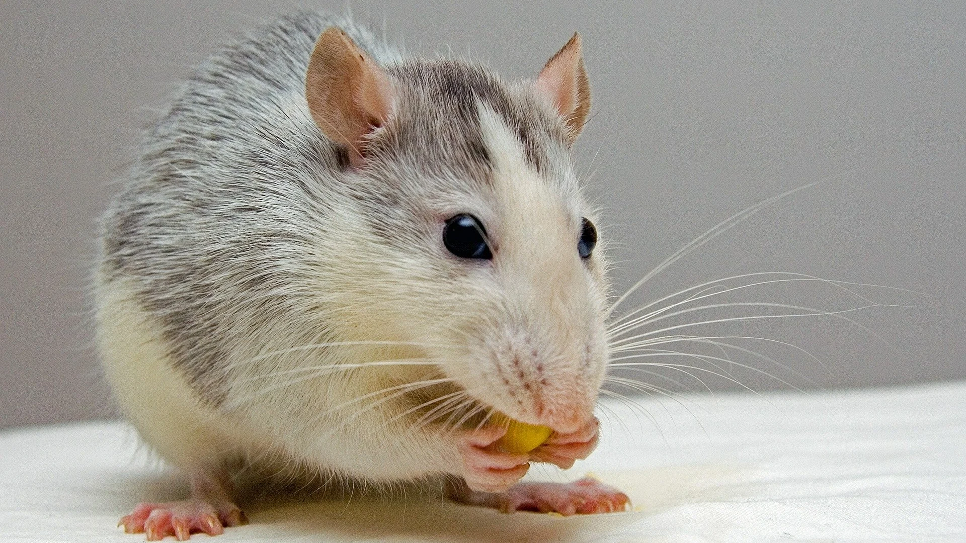 Ratón [archivo]