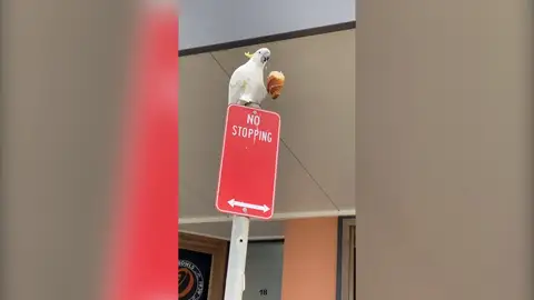 El divertido vídeo de una cacatúa disfrutando de un croissant El divertido vídeo de una cacatúa disfrutando de un croissant