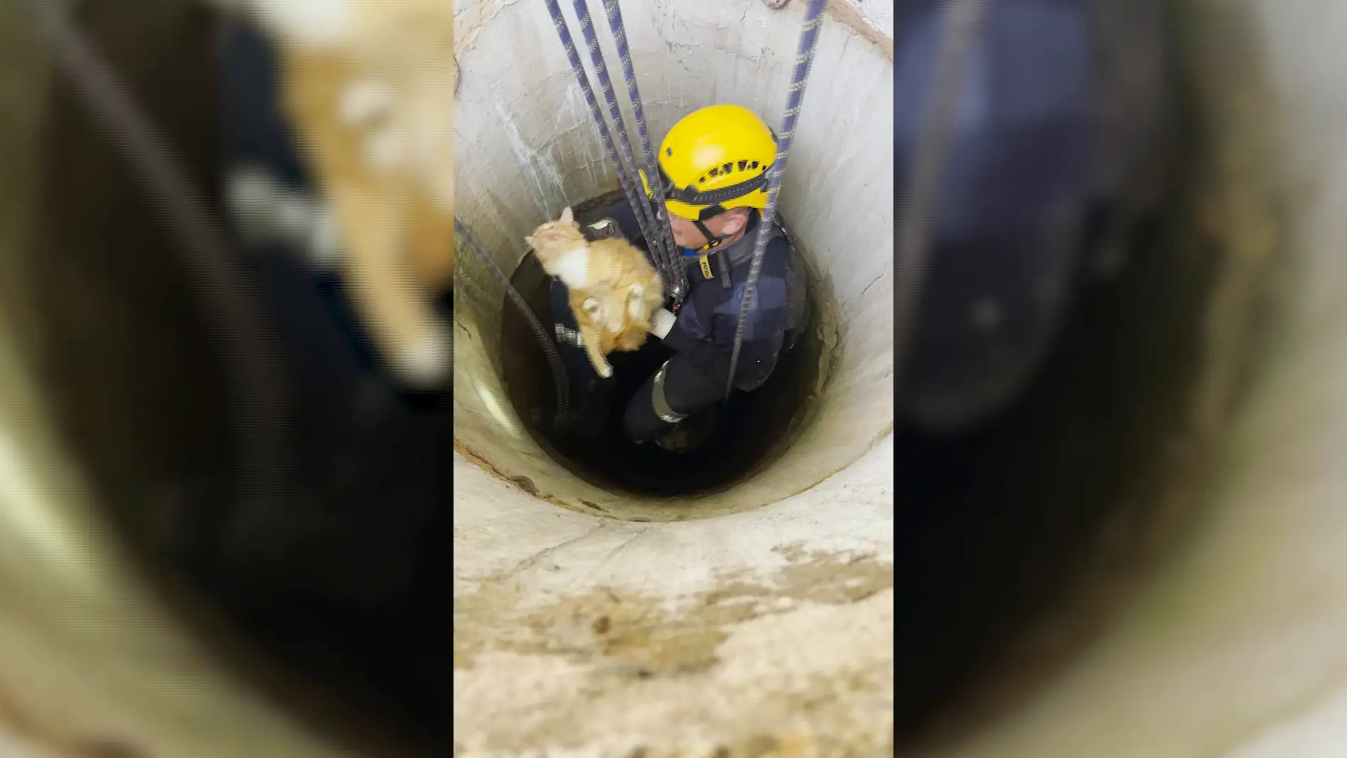 Rescatan a un gato atrapado en un pozo durante tres días en Rusia