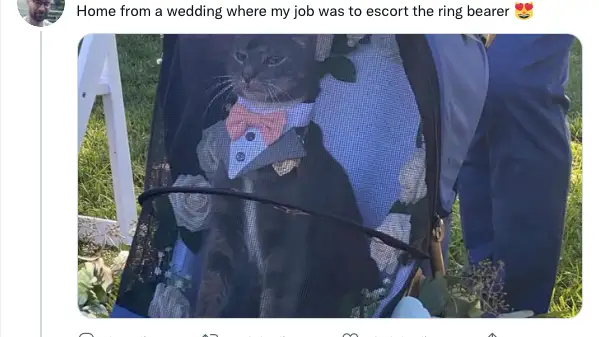 Un gato oficia una boda como padrino y conquista las redes sociales con su elegancia