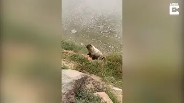 Una marmota aparece en medio de un camino para gritar a un grupo de excursionistas en Estados Unidos