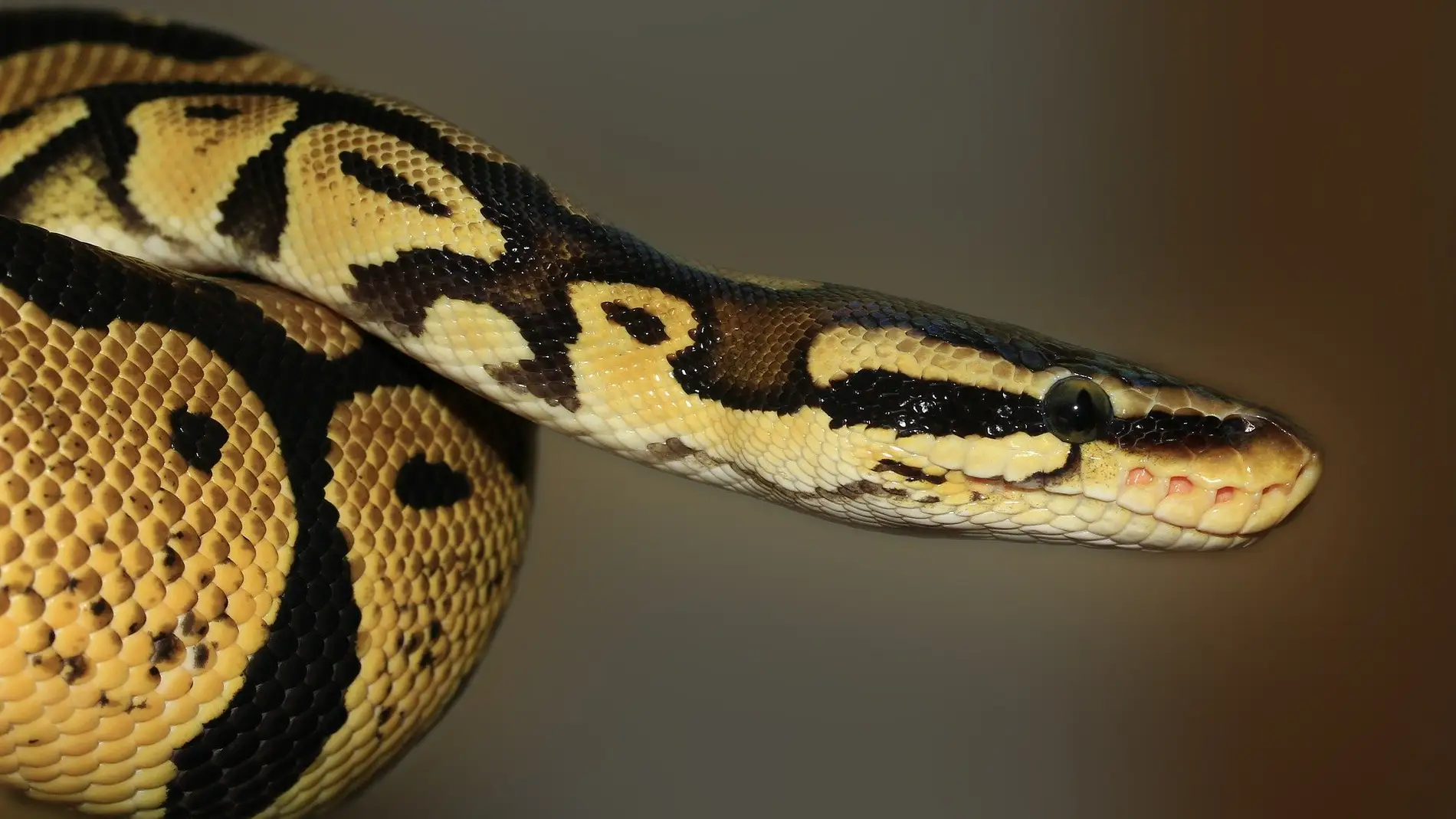 La loca persecución de una serpiente a una rata en una tienda