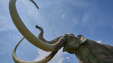Recaudan 15 millones de dólares para rescatar al mamut lanudo de la extinción