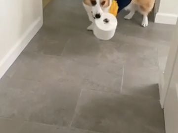Esta adorable perrita está encantada de ayudar a su dueña y acercarle un rollo de papel higiénico.