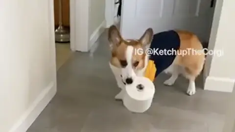 Esta adorable perrita está encantada de ayudar a su dueña y acercarle un rollo de papel higiénico. Esta adorable perrita está encantada de ayudar a su dueña y acercarle un rollo de papel higiénico.