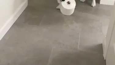 Esta adorable perrita está encantada de ayudar a su dueña y acercarle un rollo de papel higiénico.