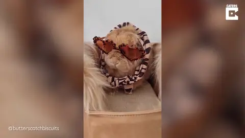 Este podría ser el conejito con más estilo del mundo Este podría ser el conejito con más estilo del mundo