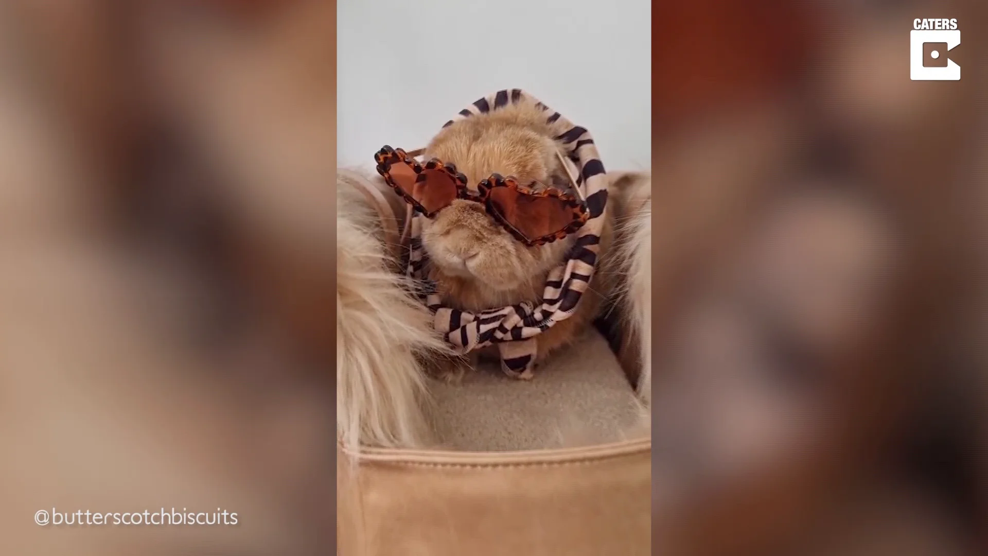Este podría ser el conejito con más estilo del mundo Este podría ser el conejito con más estilo del mundo