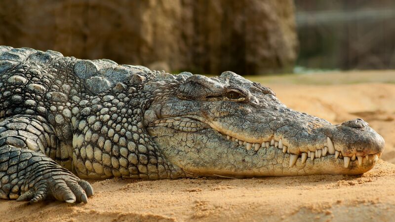 Aleja a un cocodrilo con un remo que quería atacarla mientras navegaba por el río