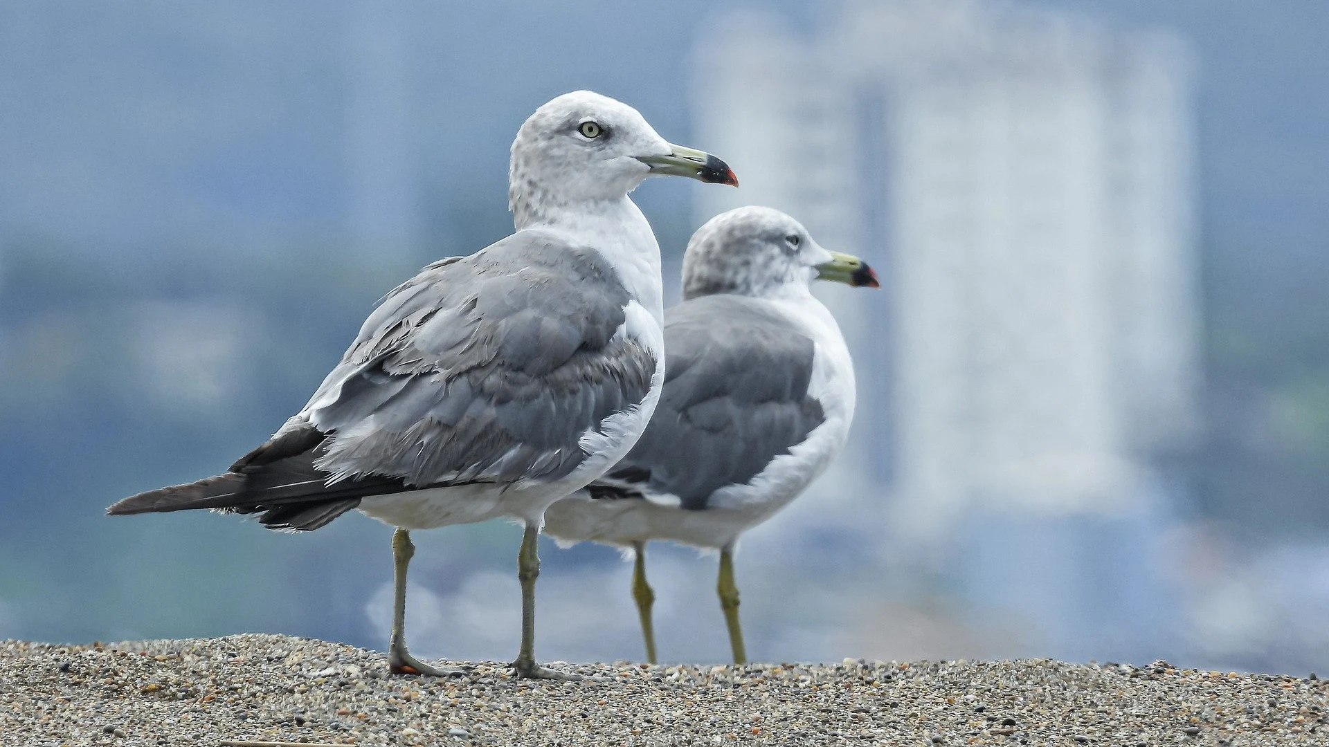 Gaviota Gaviota