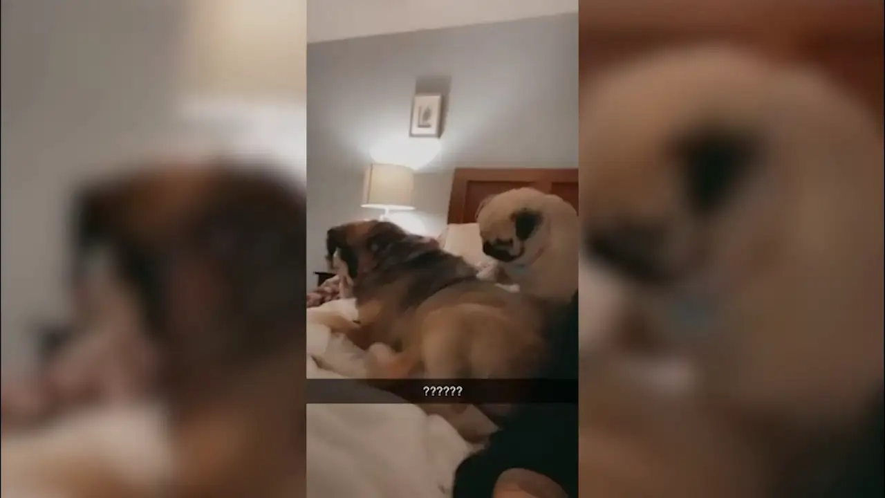 Un perro le rasca la espalda a su amigo dejando atónita a su dueña